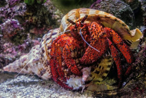 picture of a red crab in the yellow shell of another creature